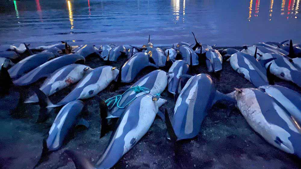 کشتار دلفین ها